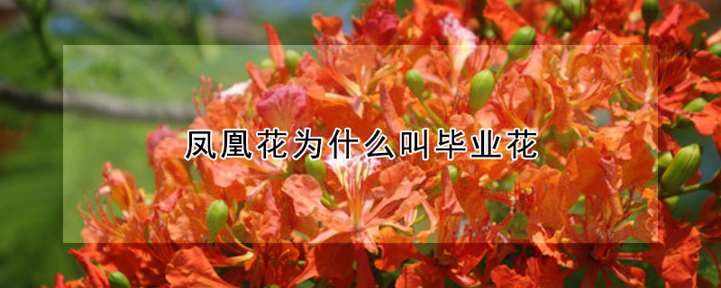 凤凰花为什么叫毕业花