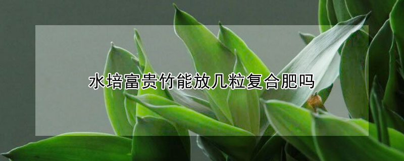 水培富贵竹能放几粒复合肥吗
