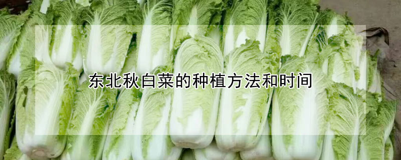 东北秋白菜的种植方法和时间