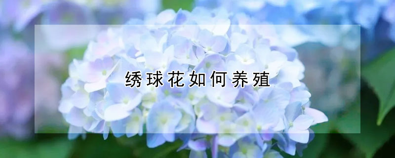 绣球花如何养殖