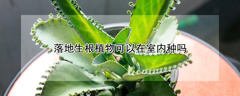 落地生根植物可以在室内种吗