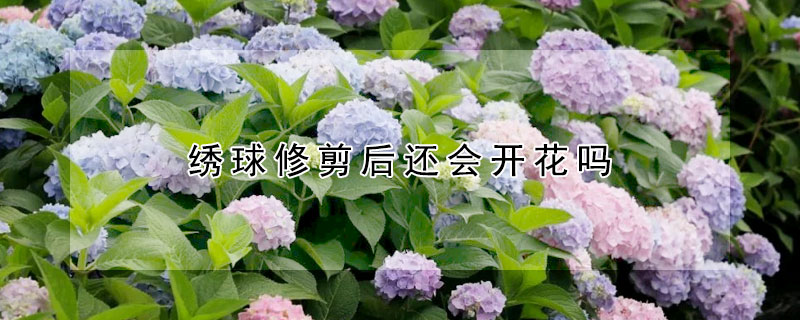 绣球修剪后还会开花吗