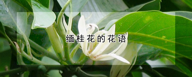 缅桂花的花语