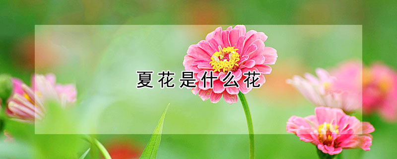 夏花是什么花