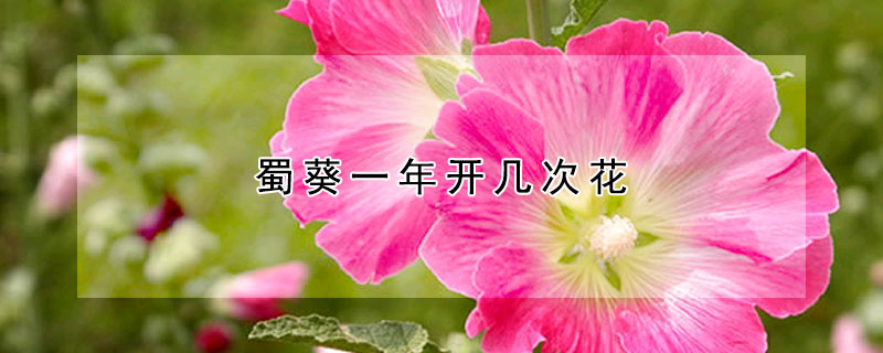 蜀葵一年开几次花