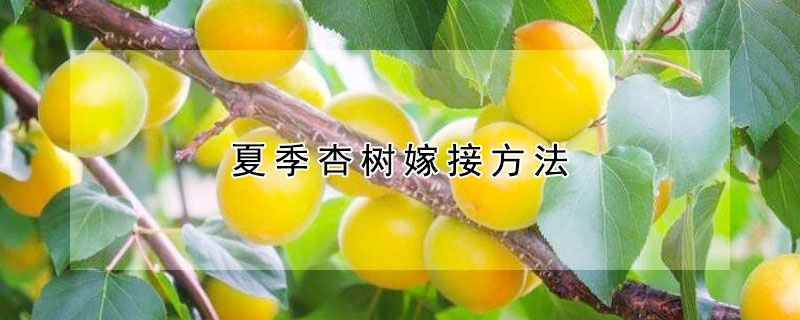 夏季杏树嫁接方法