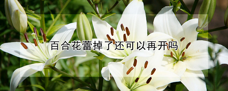 百合花蕾掉了还可以再开吗