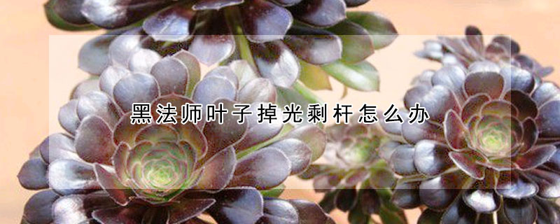 黑法师叶子掉光剩杆怎么办