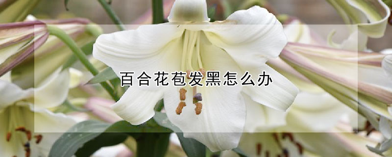 百合花苞发黑怎么办