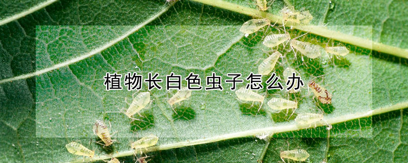 植物长白色虫子怎么办