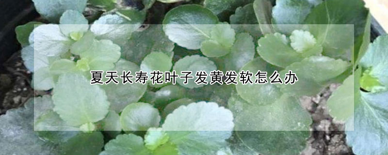 夏天长寿花叶子发黄发软怎么办