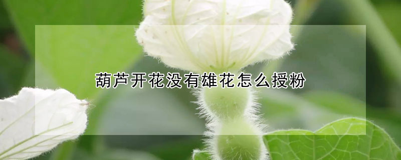 葫芦开花没有雄花怎么授粉