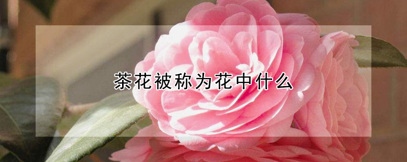 茶花被称为花中什么