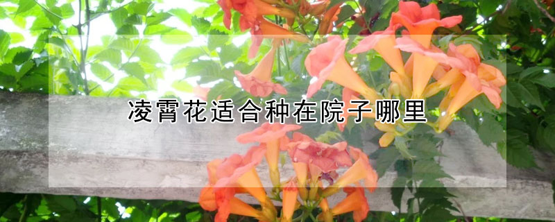 凌霄花适合种在院子哪里