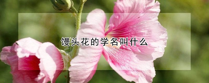 馒头花的学名叫什么