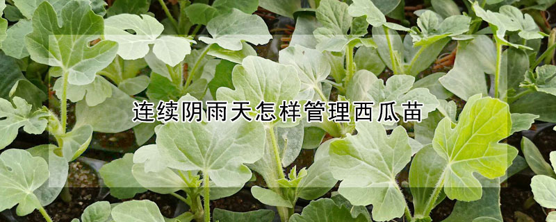连续阴雨天怎样管理西瓜苗