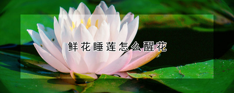 鲜花睡莲怎么醒花