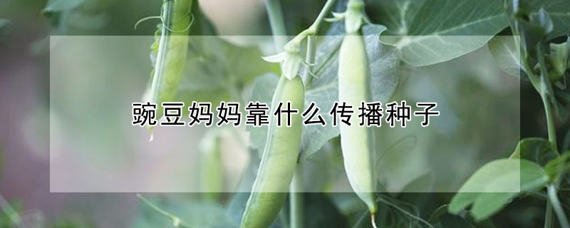 豌豆妈妈靠什么传播种子