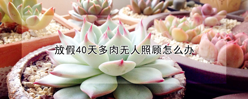 放假40天多肉无人照顾怎么办