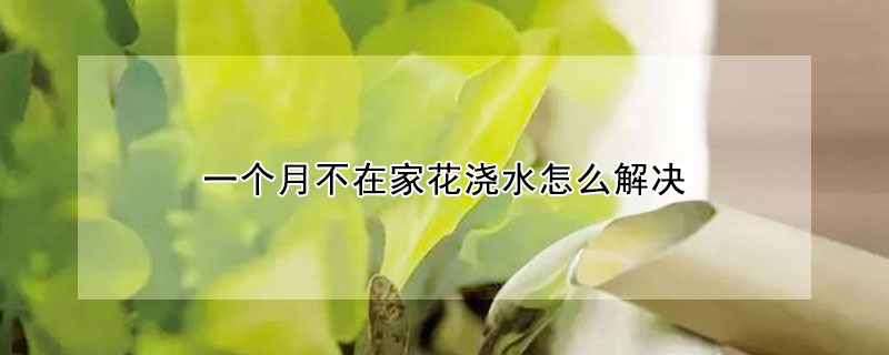 一个月不在家花浇水怎么解决