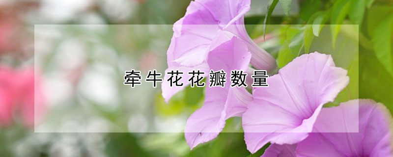 牵牛花花瓣数量