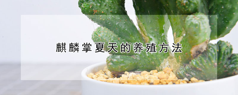 麒麟掌夏天的养殖方法