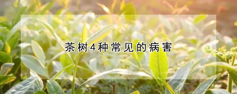 茶树4种常见的病害