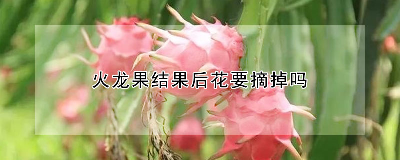 火龙果结果后花要摘掉吗