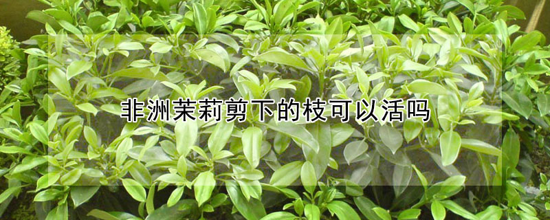 非洲茉莉剪下的枝可以活吗