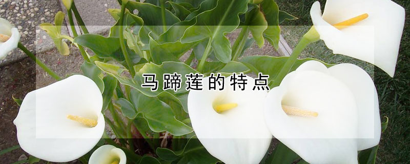 马蹄莲的特点