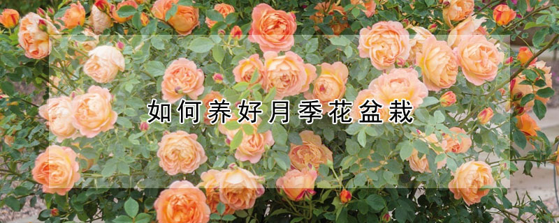 如何养好月季花盆栽