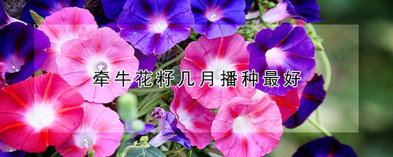 牵牛花籽几月播种最好