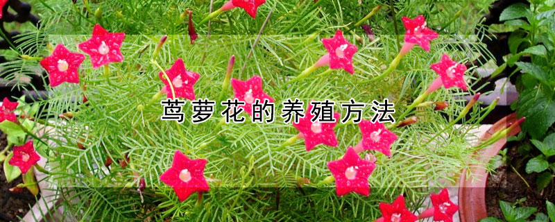 茑萝花的养殖方法