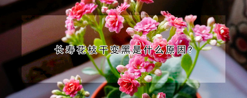 长寿花枝干变黑是什么原因?