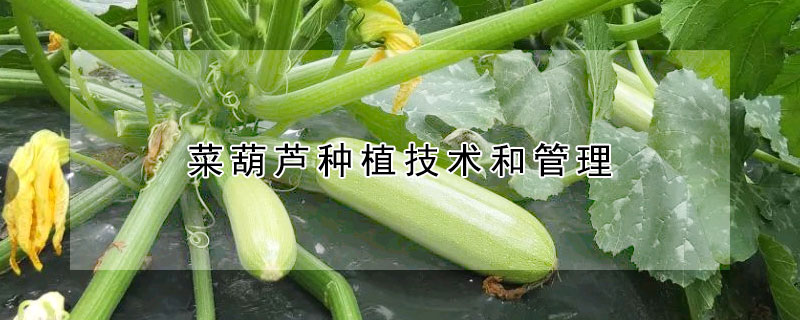 菜葫芦种植技术和管理 —【发财农业网】