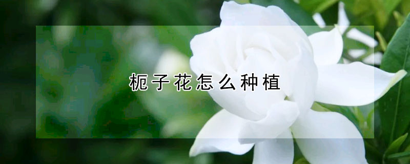 枙子花怎么种植