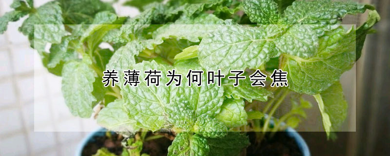 养薄荷为何叶子会焦