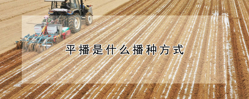 平播是什么播种方式