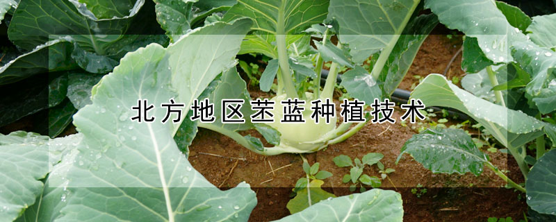 北方地区苤蓝种植技术