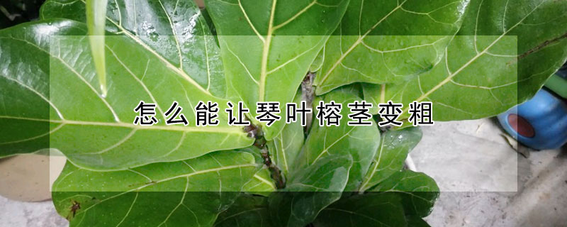 怎么能让琴叶榕茎变粗