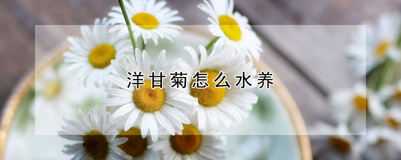 洋甘菊怎么水养