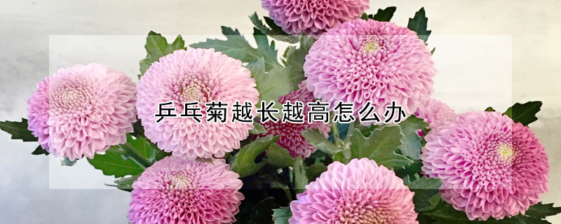 乒乓菊越长越高怎么办