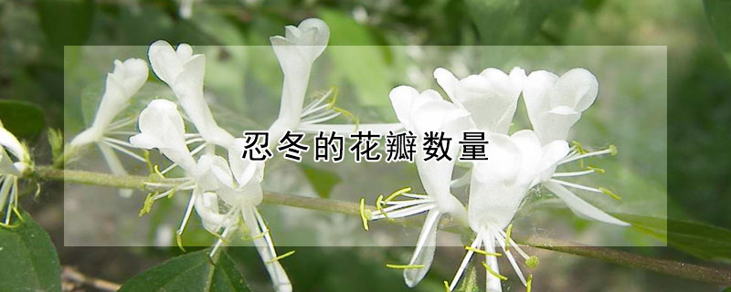 忍冬的花瓣数量