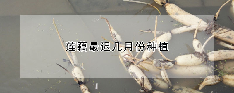 莲藕最迟几月份种植