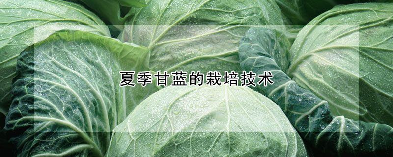 夏季甘蓝的栽培技术