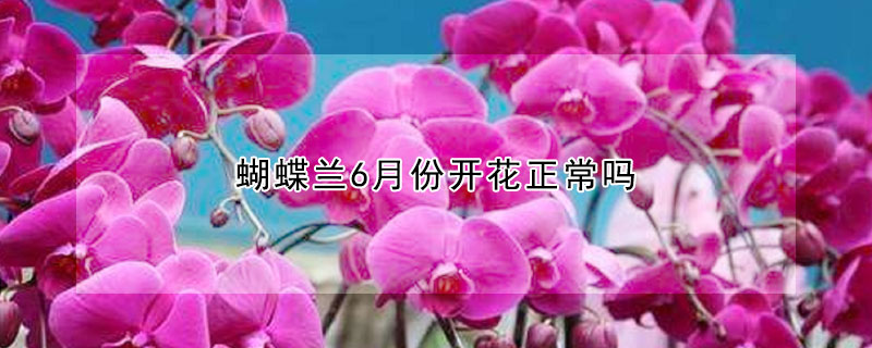 蝴蝶兰6月份开花正常吗