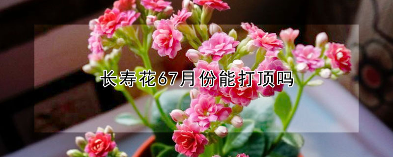 长寿花67月份能打顶吗