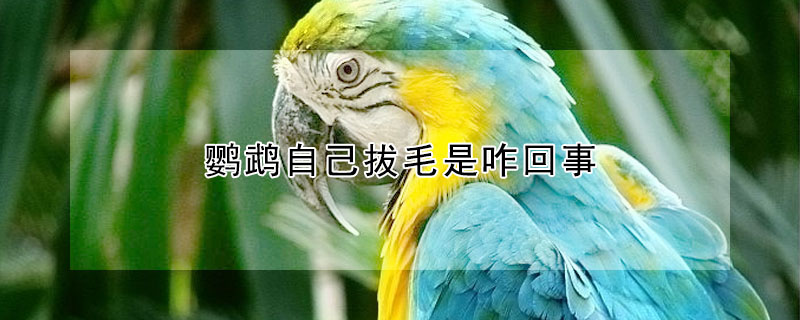 鹦鹉自己拔毛是咋回事
