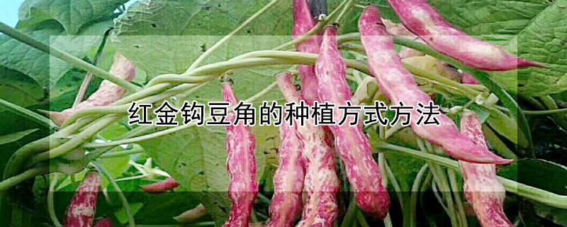 红金钩豆角的种植方式方法