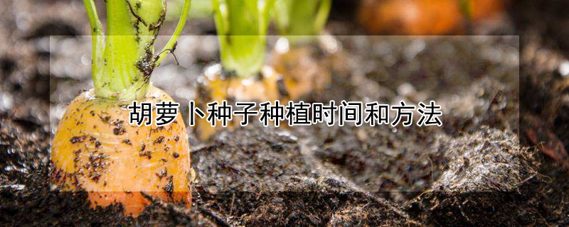 胡萝卜种子种植时间和方法